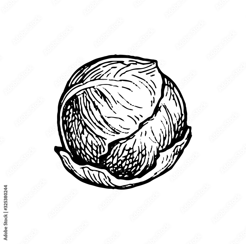 Ink sketch of brussels sprout. Ink sketch of brussels sprout.