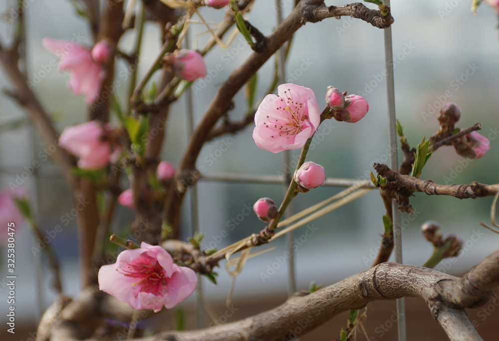 Pink nectarine 'Fantasia' flowers on the tree in early Spring Pink nectarine 'Fantasia' flowers on the tree in early Spring
