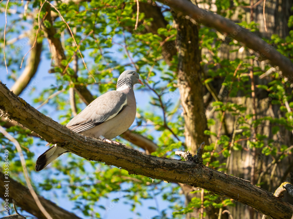 Eurasian collared dove bird sitting in tree crown