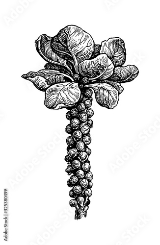 Ink sketch of brussels sprout.
