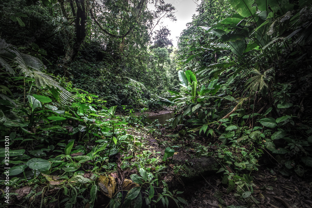 Tropical rain forest, Cerro Chato, Costa Rica Tropical rain forest, Cerro Chato, Costa Rica