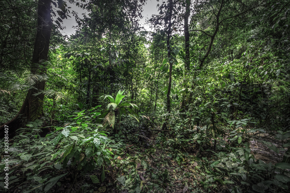 Fototapeta premium Tropical rain forest, Cerro Chato, Costa Rica