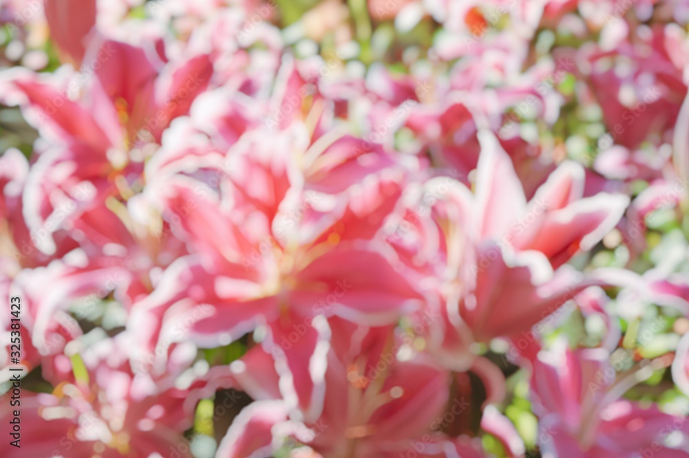 blur photo of pink lilly flower with bokeh light blur photo of pink lilly flower with bokeh light
