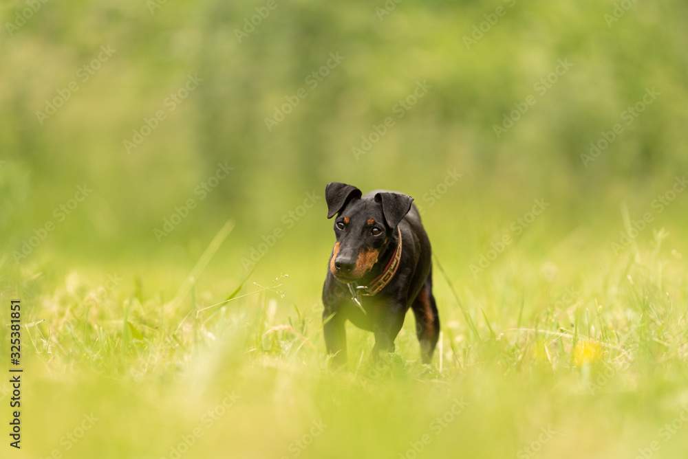 Lovely Manchester Terrier dog stands in a green meadow in front of green background an is looking in camera Lovely Manchester Terrier dog stands in a green meadow in front of green background an is looking in camera