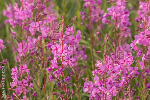 Bright purple flowers of ivan tea growing in a meadow  closeup.