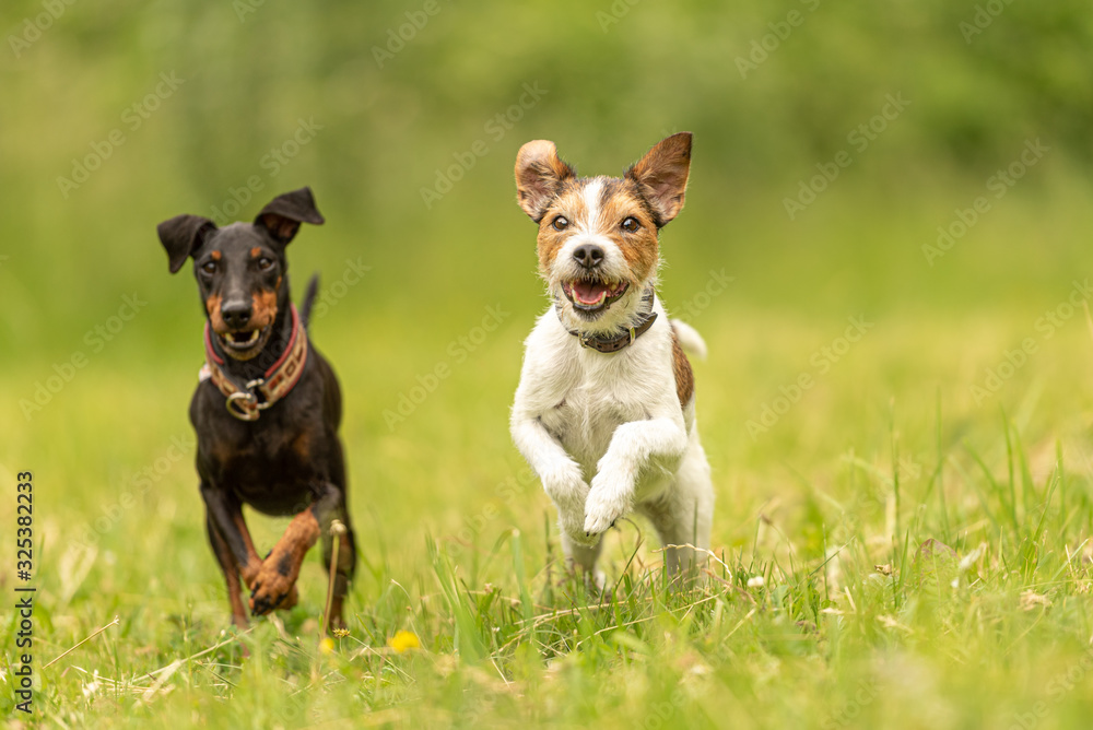 Parson Russell Terrier and black Manchester Terrier Dog. Two small friendly dog are running together over a green meadow