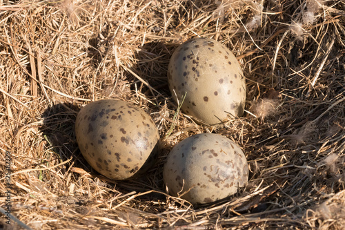 Three spotted bird seagull eggs in the nest, one of the eggs with cracks is hatching