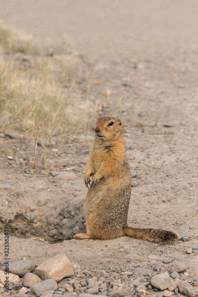 Arctic ground squirrel (eurazhka) sits on stony ground near the entrance to the hole Arctic ground squirrel (eurazhka) sits on stony ground near the entrance to the hole