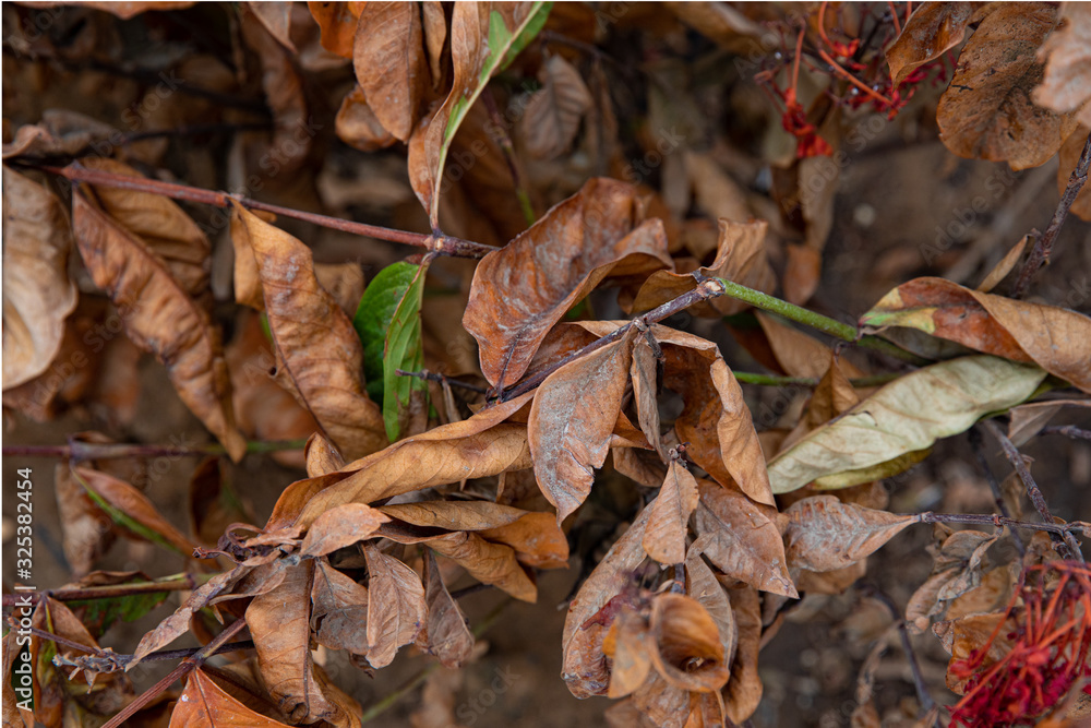 dried and eaten leaves photography dried and eaten leaves photography