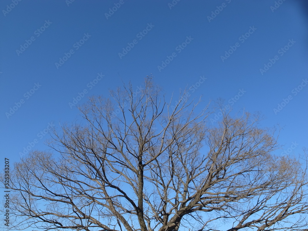 青空の一本木