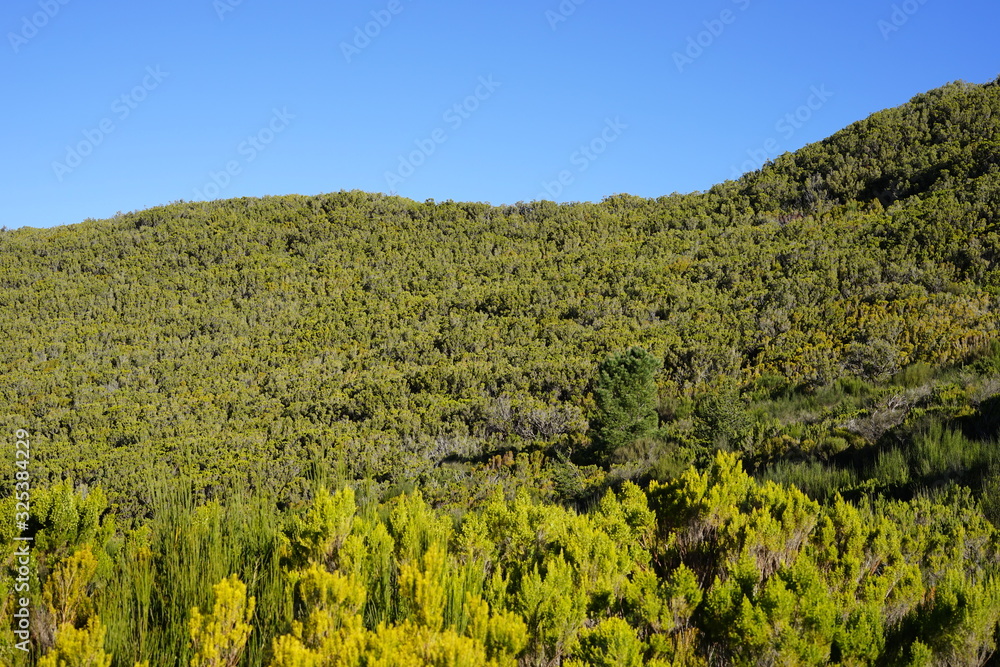 Heidelandschaft auf Madeira (Paul da Serra)