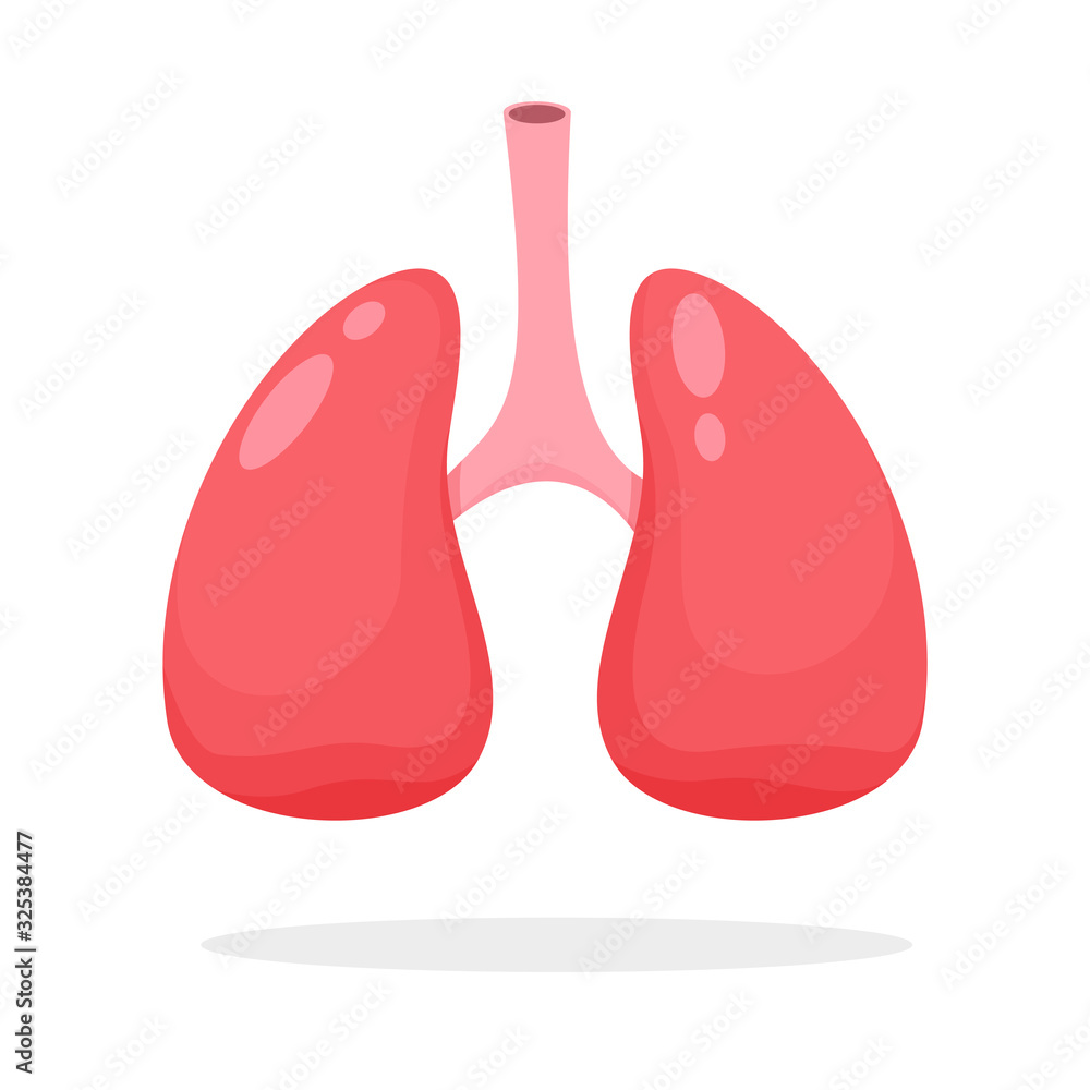 Lung vector. Study the function of the lungs and the respiratory system in the human body. Lung vector. Study the function of the lungs and the respiratory system in the human body.