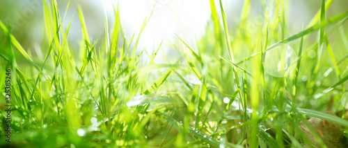 Spring meadow with bright bokeh