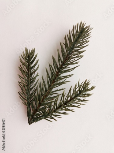 Beautiful neat twig of spru...