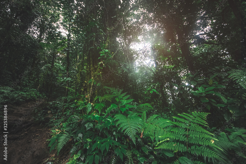 Fototapeta premium Green forest in a misty morning, Costa Rica.