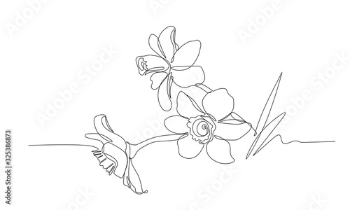bouquet of narcissus flowers, symbol of spring, youth, easter, ornament, pattern for wedding cards, vector illustration with black single contour line isolated on white background in hand drawn style
