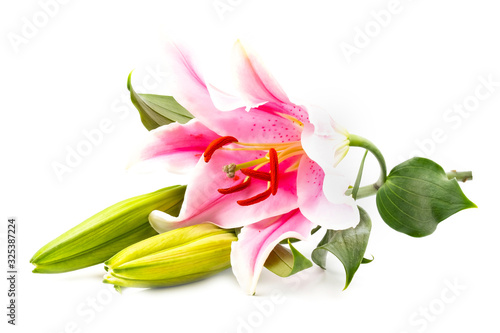Colsed up macro; beautiful pink lilly flower isolated on white background with clipping path