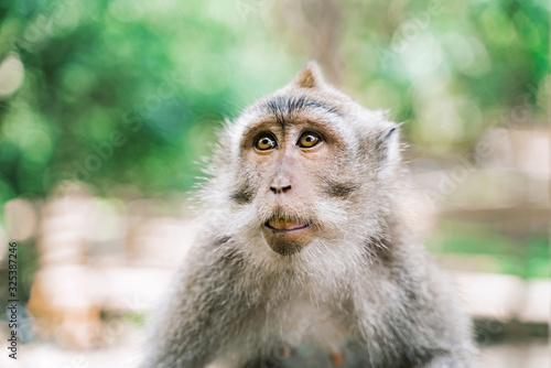 Photography Portrait of a monkey on a jungle background