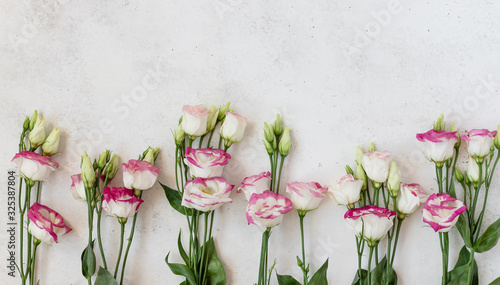 spring floral banner, delicate Eustoma flowers on a white background. top view, flat lay, place for text