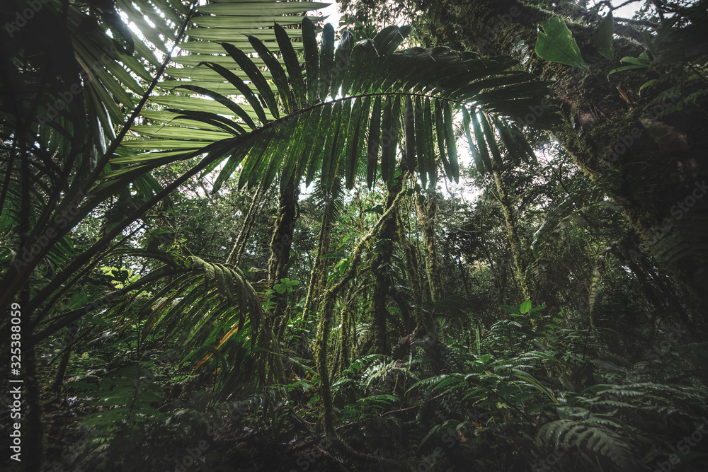 Tropical rain forest, Cerro Chato, Costa Rica Tropical rain forest, Cerro Chato, Costa Rica