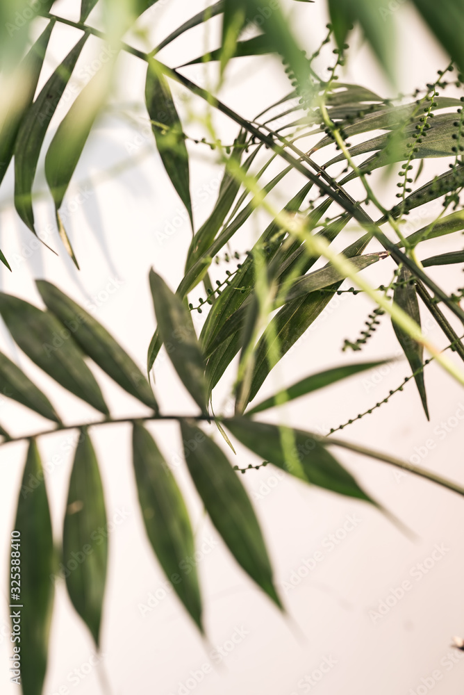 Fototapeta premium palm leaves and shadow of the leaves on a white wall. Selective focus