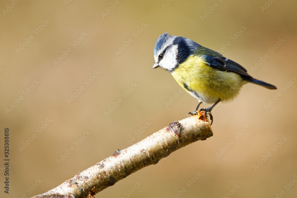 Obraz premium la mésange bleue