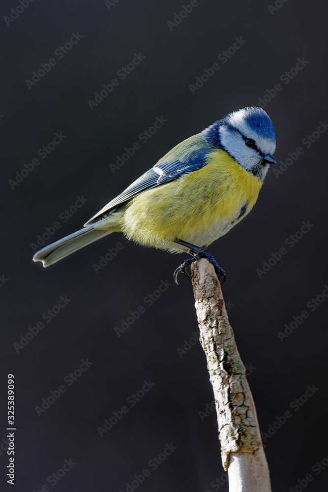 la mésange bleue la mésange bleue