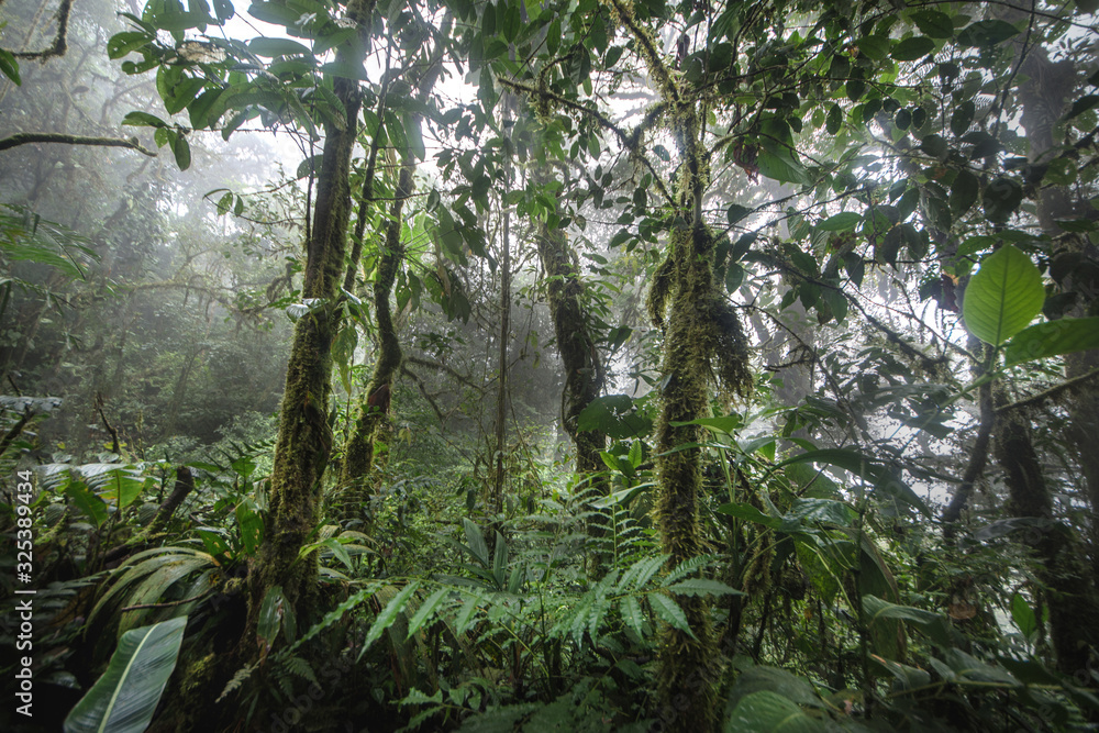 Fototapeta premium Green forest in a misty morning, Costa Rica.