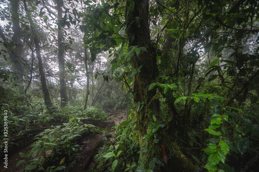 Green forest in a misty morning, Costa Rica. Green forest in a misty morning, Costa Rica.