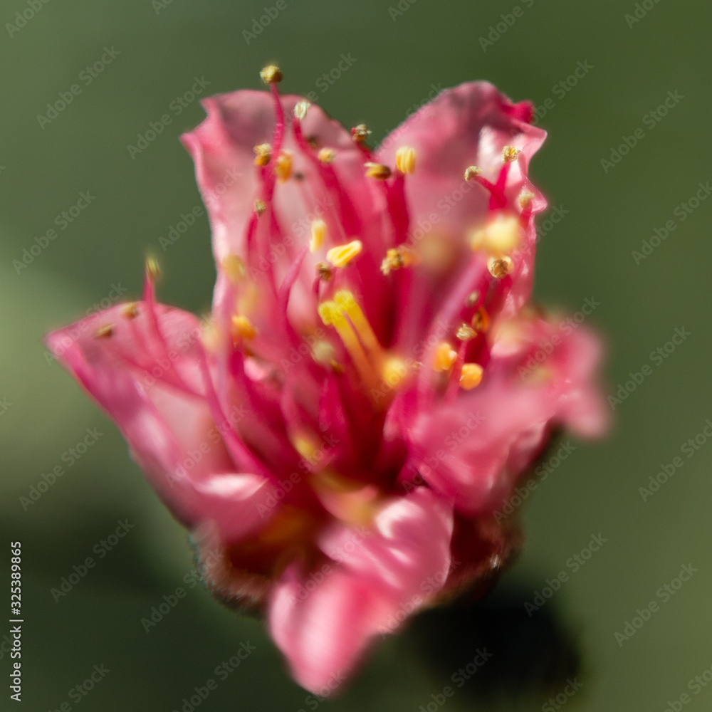 Tiny pink flower budding out on fruit tree branch in late afternoon light in early spring