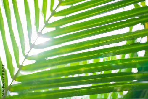 Rays of the sun through palm leaves. Soft focus. Jungle nature. Close-up of a saturated green palm leaf.