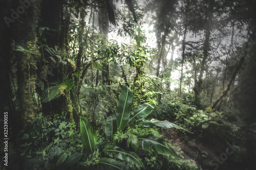 Green forest in a misty morning  Costa Rica.