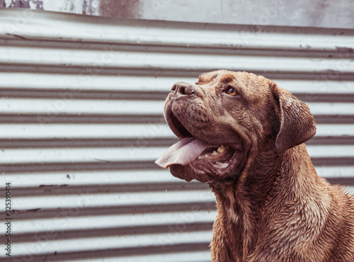 perro cane corso