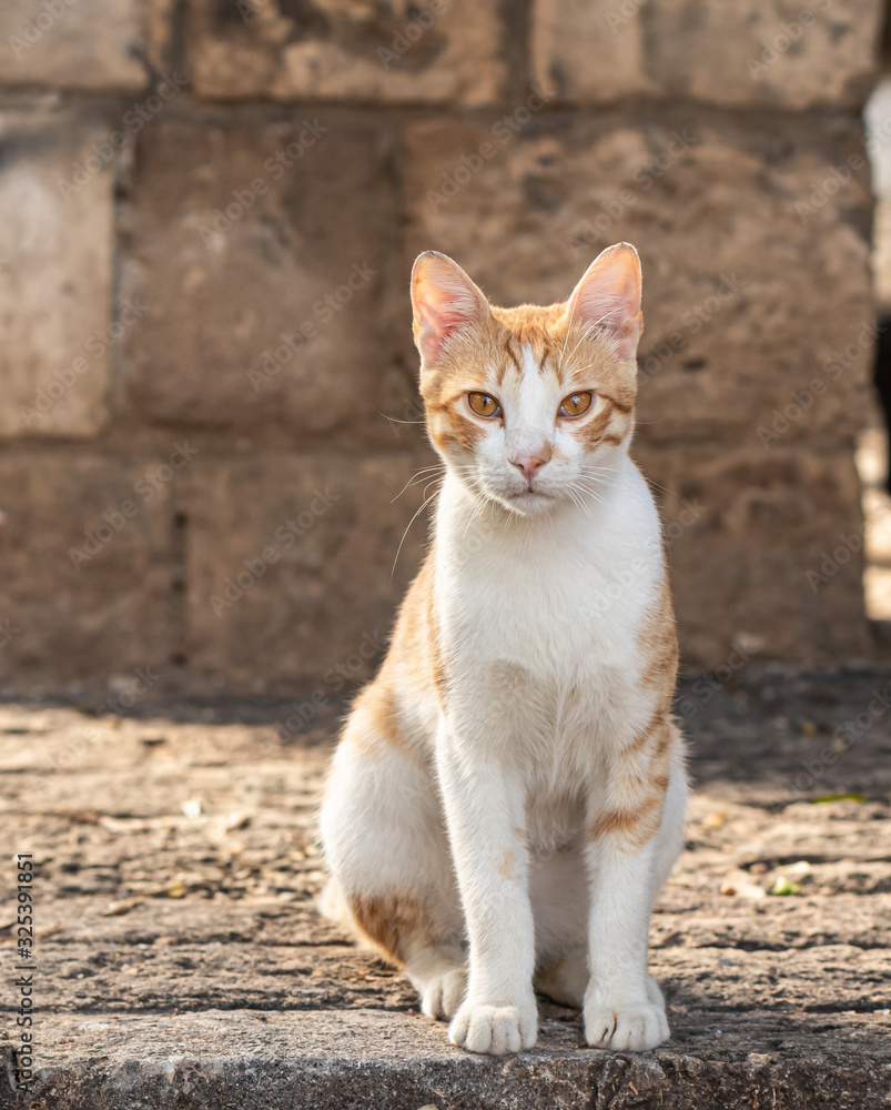 Red  adult cat sits on the sidewalk in old Yafo in Israel