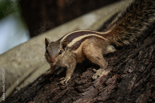 squirrel sitting on a wood photo