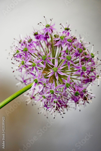 Lauch Zierlauch Allium Einzelbl  te im Fliederton