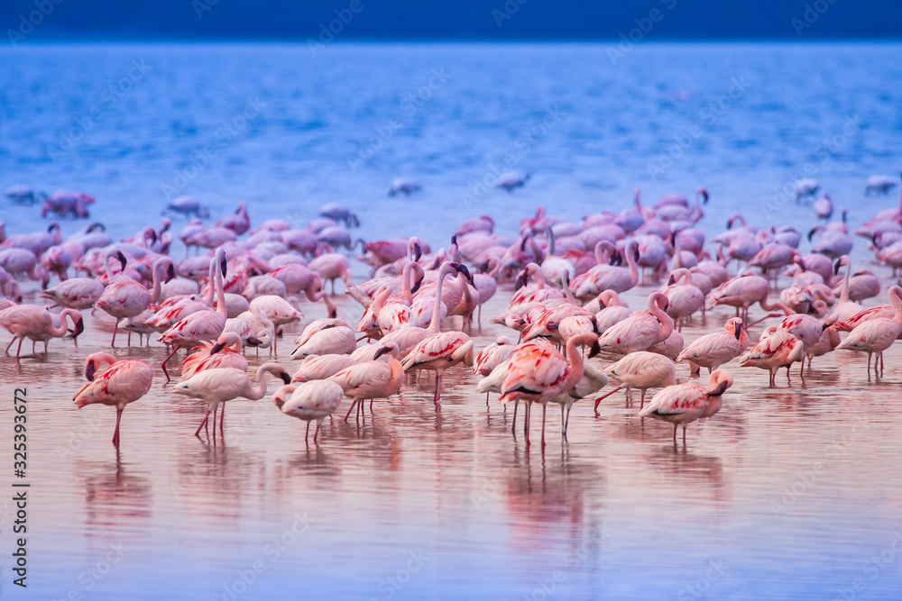 Fototapeta premium Afryka. Kenia. Jezioro Nakuru. Flaming. Flamingo Flock. Ptaki z różowymi piórami. African Flamingo. Zwierzęta Kenii. Ornitologia. Atrakcje w Kenii. Fauna Afryki.
