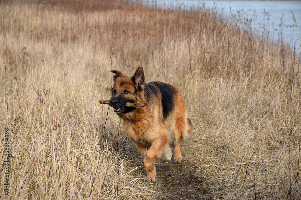 German Shepherd with a wooden stick at the river German Shepherd with a wooden stick at the river