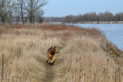 German Shepherd with a wooden stick at the river