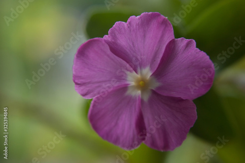 FLORES