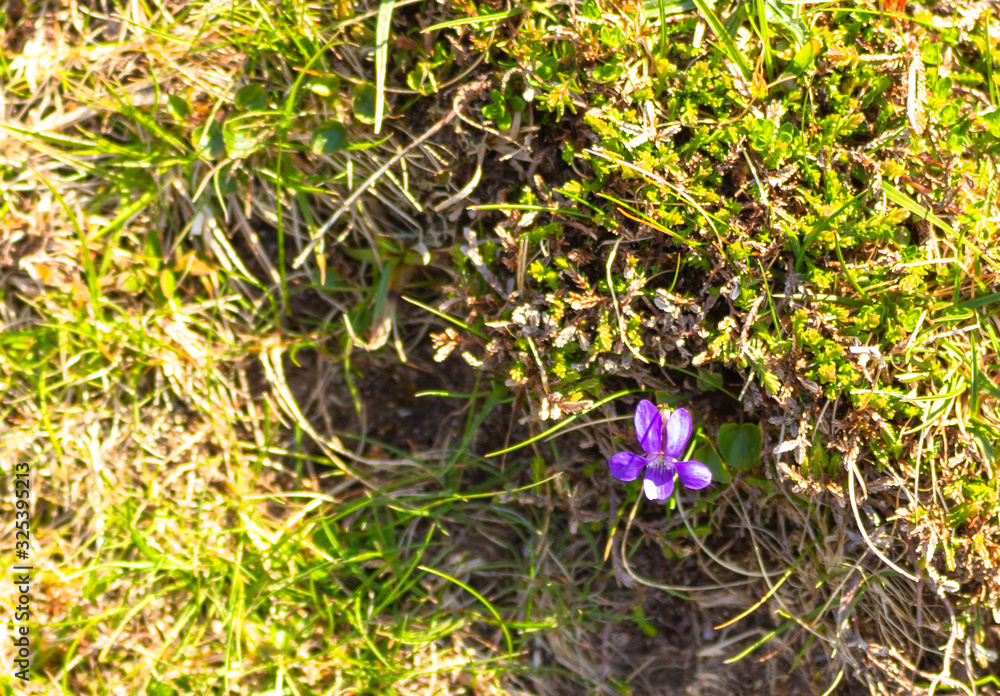 Common Dog Violet_Harris
