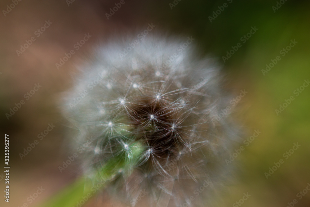 Fototapeta premium Ball of dandelion seeds on a stalk just before they blow away