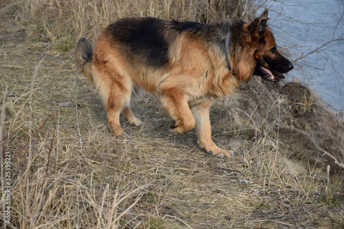 German Shepherd with a wooden stick at the river © zetat
