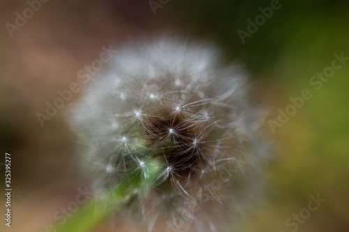 Ball of dandelion seeds on a stalk just before they blow away