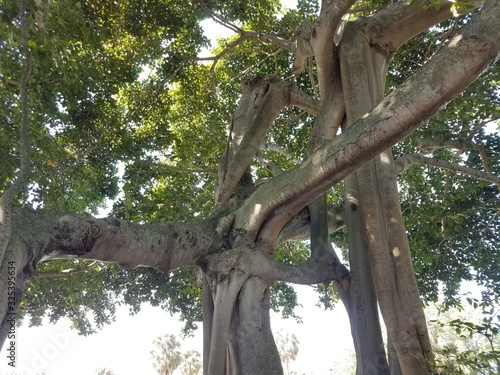 old tree with twisted trunk and branches in Florida