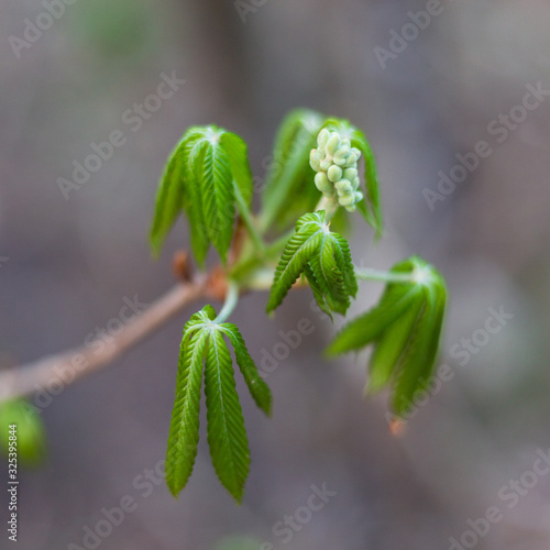 Tiny new leaves budding out in late light on an early spring day