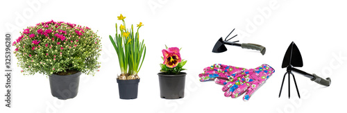 Fototapeta Naklejka Na Ścianę i Meble -  Set gardening tools, plants, gloves, flowers on a white isolated background