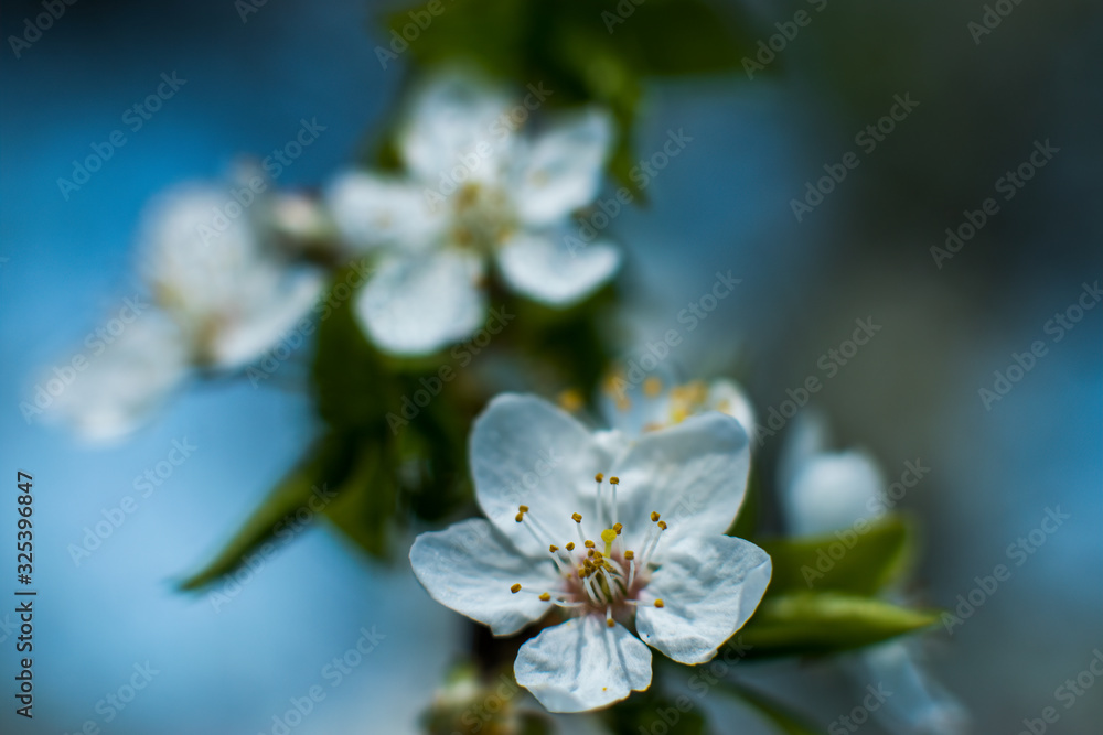 Branches of blossoming apricot macro with soft focus on gentle light sky background in sunlight with copy space. Beautiful floral image of spring nature. Effect of highlight. Shallow depth of field