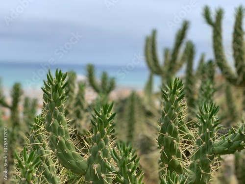 Kaktus in Peniscola Spanien