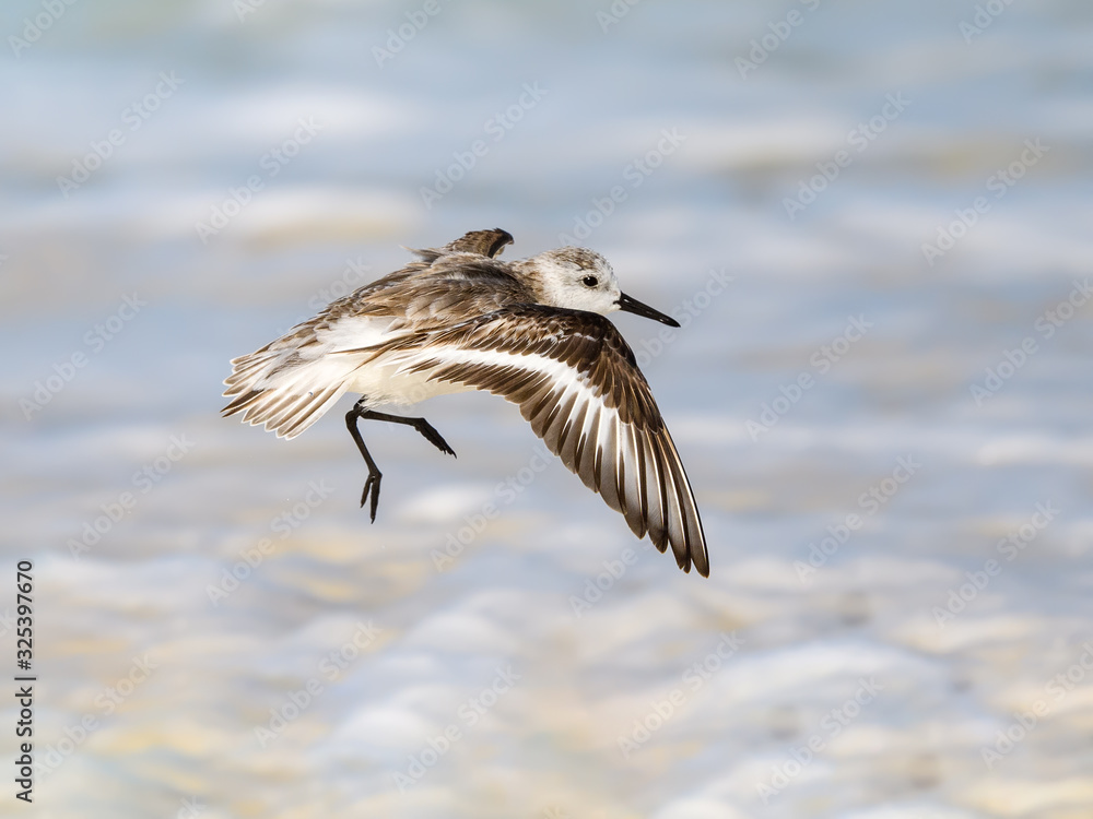 Sanderling Landing on the Beach, Portrait Sanderling Landing on the Beach, Portrait